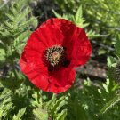 Poppy Seeds Red Flanders Anzac Flower Annual - Garden Flower Plant - 200 Seeds