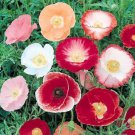POPPY Shirley Single Mix flower garden - Garden Flower Plant - 500 Seeds