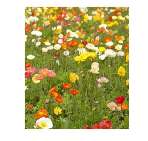 POPPY Shirley Single Mix flower garden patio - Garden Flower Plant - 500 Seeds