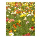 POPPY Shirley Single Mix flower garden patio - Garden Flower Plant - 500 Seeds