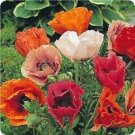 Poppy Oriental Mix flower garden patio - Garden Flower Plant - 100 Seeds