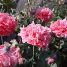 Peony Poppy (Pink) Flower garden - Garden Flower Plant - 200 Seeds