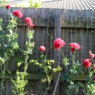 Peony Poppy (Red) Flower garden - Garden Flower Plant - 250 Seeds