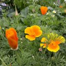 California Poppy (Orange) Flower garden - Garden Flower Plant - 150 Seeds