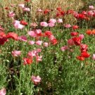 POPPY Mix Flower garden Seeds - Garden Flower Plant - 1000 Seeds