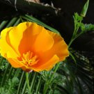 CALIFORNIAN POPPY single flowered mix Flower garden Seeds - Garden Flower Plant - 150 Seeds