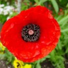 POPPY 'Flanders' colourful red Flower garden Seeds - Garden Flower Plant - 1200 Seeds