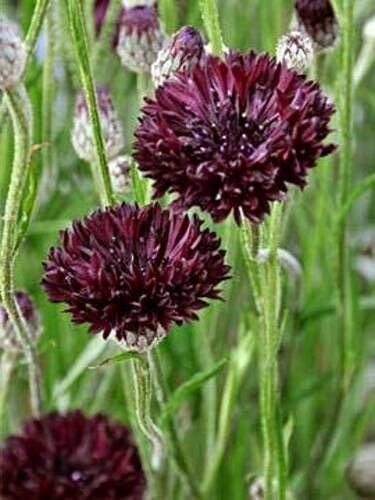 Cornflower Black Ball, (Centaurea cyanus) Flower garden Seeds - Garden Flower Plant - 100 Seeds
