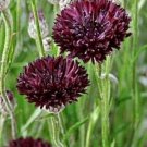 Cornflower Black Ball, (Centaurea cyanus) Flower garden Seeds - Garden Flower Plant - 100 Seeds