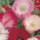POPPY Shirley Mix Beautiful Flower Garden Seeds - Garden Flower Plant - 1500 Seeds