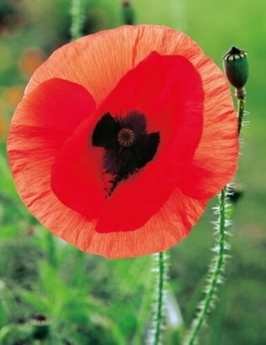 POPPY Flanders Red 'Rememberance' Flower Garden Seeds - Garden Flower Plant - 2000 Seeds