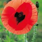 POPPY Flanders Red 'Rememberance' Flower Garden Seeds - Garden Flower Plant - 2000 Seeds