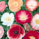 Poppy Seeds “Shirley Double Mix” Flower Garden Seeds - Garden Flower Plant - 500 Seeds