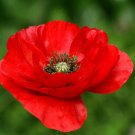 Poppy Flanders Remembrance (Papaver rhoeas) Flower Garden Seeds - Garden Flower Plant - 100 Seeds