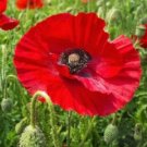 Poppy Seeds "Flanders" Commemorate Flower Garden Seeds - Garden Flower Plant - 1000 Seeds