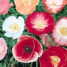 Poppy Shirley Seeds "Double Mix" Beautiful Flower Garden Seeds - Garden Flower Plant - 1000 Seeds