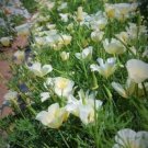 CALIFORNIAN POPPY IVORY CASTLE ESCHSCHOLZIA Flower Garden Seeds - Garden Flower Plant - 200 Seeds