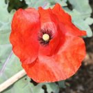 POPPY FLANDERS RED Flower Garden Seeds - Garden Flower Plant - 1000 Seeds