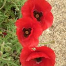 Poppy Flanders Flower Garden Seeds - Garden Flower Plant - 500 Seeds