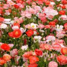 Shirley Poppy Double Mix Flower Garden Seeds - Garden Flower Plant - 500 Seeds