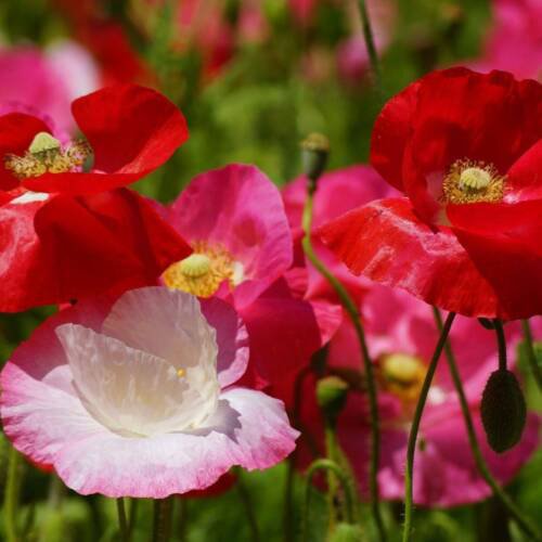 Shirley Poppy Single Mix Flower Garden Seeds - Garden Flower Plant - 500 Seeds