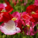 Shirley Poppy Single Mix Flower Garden Seeds - Garden Flower Plant - 500 Seeds
