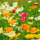 Californian Poppy Single Choice Mix Flower Garden Seeds - Garden Flower Plant - 125 Seeds