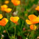 Californian Poppy Aurantiaca Orange Flower Garden Seeds - Garden Flower Plant - 125 Seeds