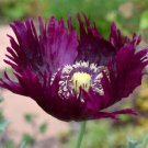 Papaver laciniatum (Poppy) "Purple Magic" Flower Garden Seeds - Garden Flower Plant - 50 Seeds