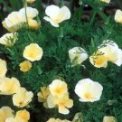 California Poppy (Eschscholzia californica) Alba Cream White Flower Garden - 100 Seeds