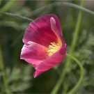 Californian Poppy Purple Gleam Flower Garden Seeds - Garden Flower Plant - 125 Seeds