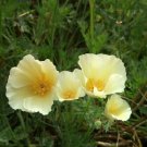 Californian Poppy Alba Flower Garden Seeds - Garden Flower Plant - 125 Seeds
