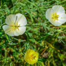 Californian Poppy Sundew Flower Garden Seeds - Garden Flower Plant - 125 Seeds