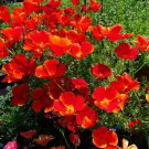 Californian Poppy Red Chief Flower Garden Seeds - Garden Flower Plant - 125 Seeds