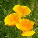 Californian Poppy Golden West Flower Garden Seeds - Garden Flower Plant - 125 Seeds