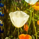Californian Poppy Ivory Castle Flower Garden Seeds - Garden Flower Plant - 125 Seeds