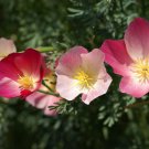 Californian Poppy Carmine King Flower Garden Seeds - Garden Flower Plant - 125 Seeds