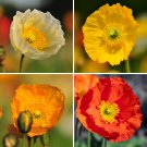 Iceland Poppy Festival Mix Flower Seeds - Garden Flower Plant - 500 Seeds