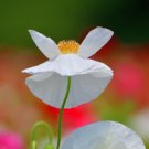Poppy Bridal Silk Flower Seeds - Garden Flower Plant - 500 Seeds