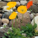 Iceland Poppy Victory Giants Mix Flower Seeds - Garden Flower Plant - 500 Seeds