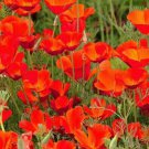 CALIFORNIAN POPPY RED CHIEF ESCHSCHOLZIA Flower Seeds - Garden Flower Plant - 320 Seeds