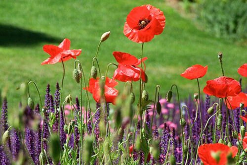 Poppy Oriental Poppy Big Red Flower Seeds - Garden Flower Plant - 500 Seeds
