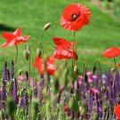 Poppy Oriental Poppy Big Red Flower Seeds - Garden Flower Plant - 500 Seeds