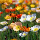 Papaver nudicaule “Deluxe Mix” Flower Seeds - Garden Flower Plant - 100 Seeds