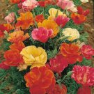 Mixed Colour Poppy Flower Seeds - Garden Flower Plant - 2000 Seeds