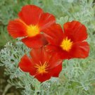 Californian Poppy RED CHIEF Flower Seeds - Garden Flower Plant - 300 Seeds