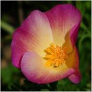 CALIFORNIAN POPPY Purple Gleam pink Flower Seeds - Garden Flower Plant - 300 Seeds