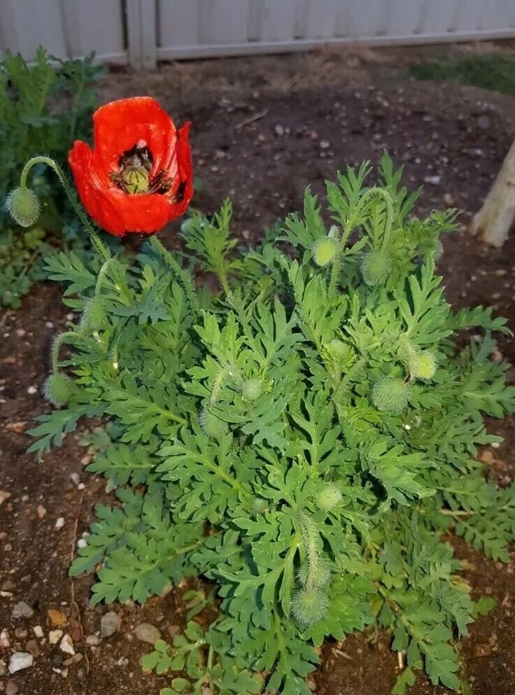 Flanders poppy Red Remembrance Poppy Flower Seeds - Garden Flower Plant - 1000 Seeds