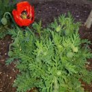 Flanders poppy Red Remembrance Poppy Flower Seeds - Garden Flower Plant - 1000 Seeds
