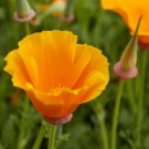 CALIFORNIAN POPPY Golden West Flower Seeds - Garden Flower Plant - 250 Seeds